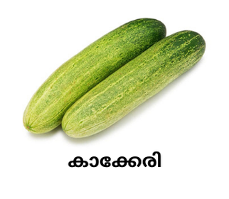 Cucumber