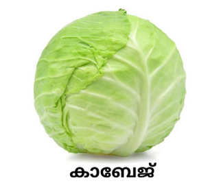 Cabbage