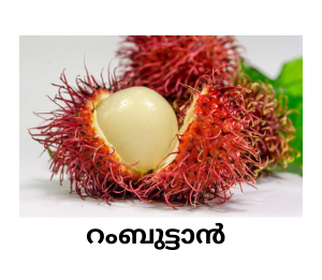 Rambutan