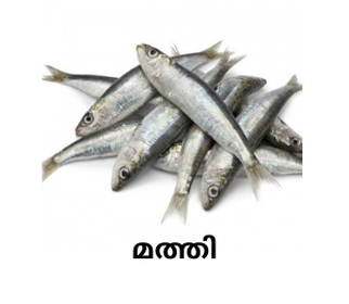 Fresh Mathi Fish