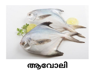 Fresh Aavoli Fish