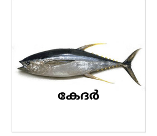Fresh Kedar Fish